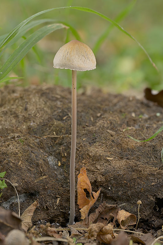 Panaeolus papilionaceus
